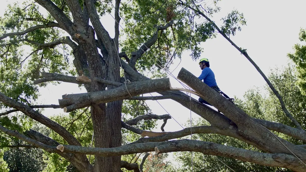 Professional Crown Thinning performed by certified arborists in Pomfret Center