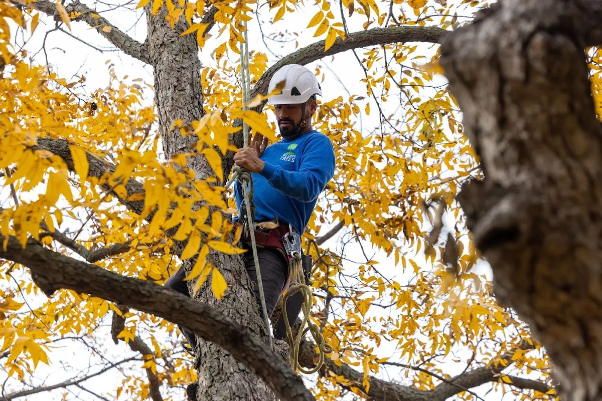 Skilled Tree Planing crew working in Pomfret Center